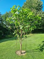 caTalpa20230831.jpg