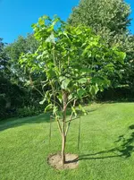 caTalpa20230831.webp