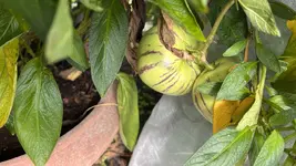 IMG_7878.jpeg