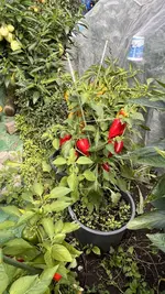 IMG_7875.jpeg