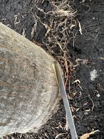 IMG_7325.jpeg