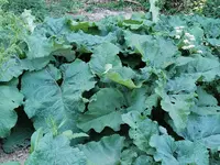 IMG_20210604_154813 (1).webp