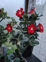 20230830_203502.webp