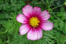 cosmea.jpg