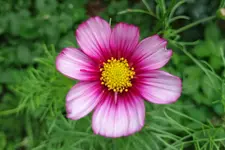 cosmea.webp