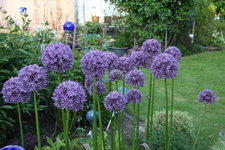 Allium     0323.JPG