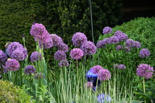 Allium   0821.JPG