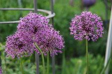 Allium   0721.JPG