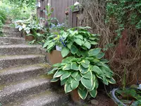 hostas (25).webp