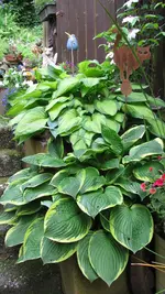 hostas.webp