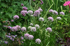 Allium  1120.JPG