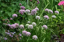 Allium  1120.webp