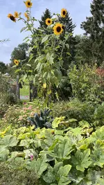 IMG_7955.webp