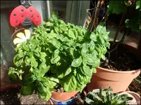 c021.webp