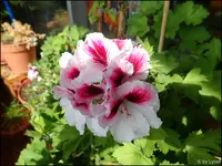 c025.webp