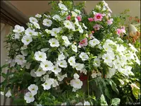 c026.webp