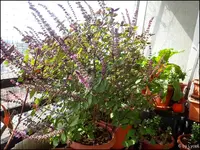 c027.webp