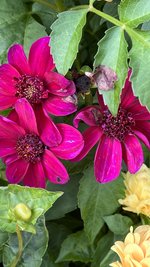 IMG_7985.jpeg