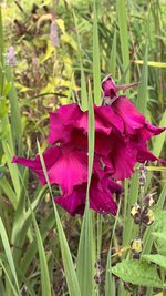 IMG_7986.jpeg