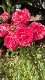 IMG_7987.jpeg