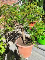 IMG_20230904_144625.jpg