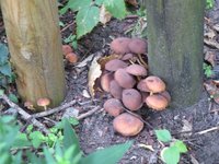 Pilzbefall Garten II.jpg