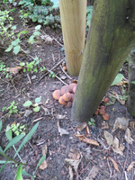 Pilzbefall Garten.webp