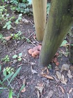 Pilzbefall Garten.jpg