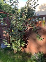 IMG_6661.jpeg