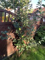 IMG_6660.jpeg