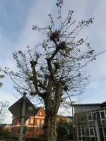 rotdorn 01.webp