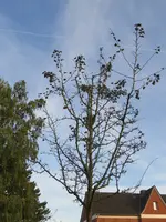 rotdorn 04.webp