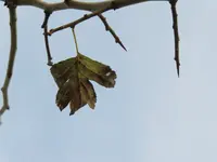 rotdorn 06.webp