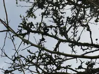 rotdorn 07.webp