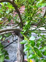 IMG_20230904_184128.jpg