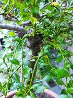 IMG_20230904_200016.jpg