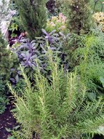 IMG_20230904_191619.jpg