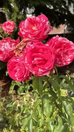 IMG_7987.jpeg