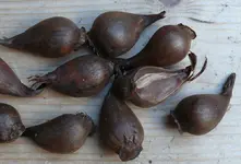 2023TulipHumi.webp