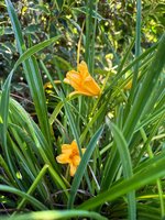 IMG_9451.jpeg