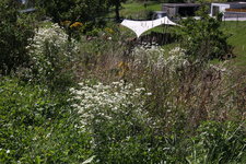 IMG_8582.JPG