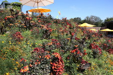 IMG_8605.JPG