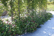 IMG_8627.JPG