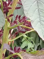 IMG_20230825_163128_1.webp