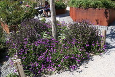 IMG_8648.JPG