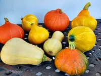 Kürbisernte September.webp