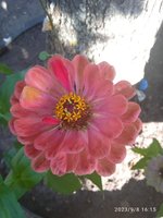 IMG_20230908_161522.jpg