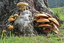 IMG_8618 bt  v(2).webp