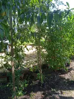 IMG_20230909_151211.webp