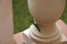 Gottesanbeterin 0118.JPG